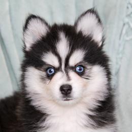 Bernedoodle, Cavapoo, and Pomsky Puppies from Hatz Off Puppies