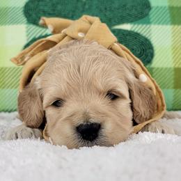 Polly - Apricot female Goldendoodle puppy in Temecula, California from Oodles O'Doodles