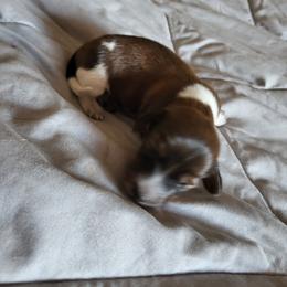 Bruno - Piebald male Dachshund puppy in Geneva, Florida from TGIF Doxies