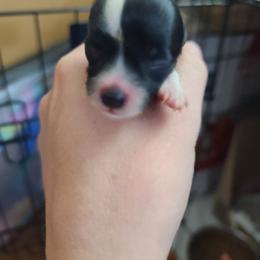 Puppy 2 - Black and white female Chinese Crested puppy in New Castle, Pennsylvania from Long Haul Cresteds & Long Rotts