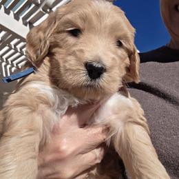 Francis - blue - Apricot female Goldendoodle puppy in Phoenix, Arizona from Kerri's Goldendoodles