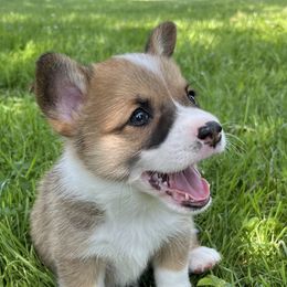 Paprika ($1,500) - Red Pembroke Welsh Corgi puppy in Blue Ridge, Georgia from My Shepherd’s Dream Farm Corgis