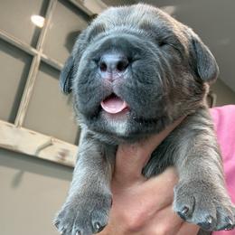 Formentino female purple collar - Gray and fawn female Cane Corso puppy in Cherry Valley, California from Liberty Corsos
