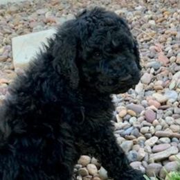 Poodles from Yanky Dandy Poodles