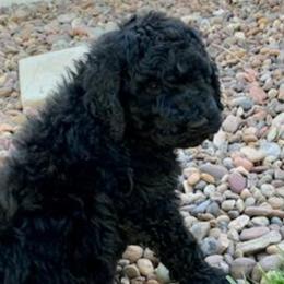 Poodles from Yanky Dandy Poodles