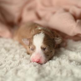 Sparkler - Red merle female Aussiedoodle puppy in Lincoln, California from Frenchie LOVE and Doodles