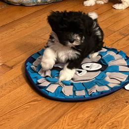 Havanese from Litl Bratz Havanese