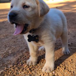 Labrador Retriever Puppies from Labrador Trails