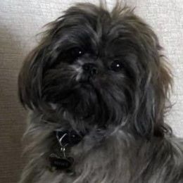 Sam - Shih Tzu
