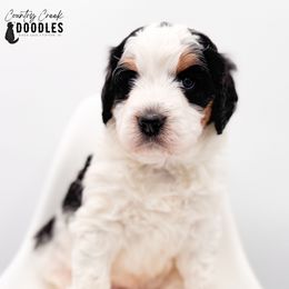 Sarah - Tri-color female Bernedoodle puppy in Tipton, Indiana from Country Creek Doodles