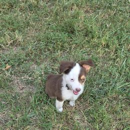Gray Collar - Gray Man - Red tri male Miniature Australian Shepherd puppy in Aurora, Missouri from Barnyard Mini Aussies
