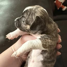 Darling - Black sabled fawn female Chihuahua puppy in Sherwood, Arkansas from Bartelt Breeders
