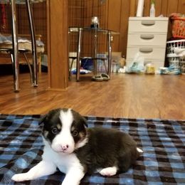 Border Collie Puppies from Soaring Borders Border Collies