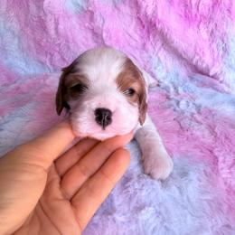 Kingston - Blenheim male Cavalier King Charles Spaniel puppy in Knoxville, Tennessee from Rocky Top Cavapoos