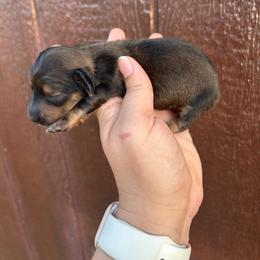 Darlin's shaded red - Red female Dachshund puppy in Rattan, Oklahoma from Burgett’s Barnyard Dachshunds