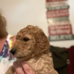 Poodle Puppies from Desert Horizon poodles