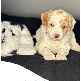 Rio - Parti male Goldendoodle puppy in Danville, Virginia from Stella’s Stunning Goldendoodles of VA