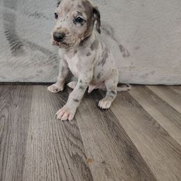 Lyle - Merle male Great Dane puppy in Marshall, Michigan from Dream K9