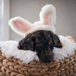 Dapple Female - Pet Only - Limited AKC - Dapple female Dachshund puppy in Nashville, Tennessee from Farmhouse Sausages - Located in TN delivers all over US