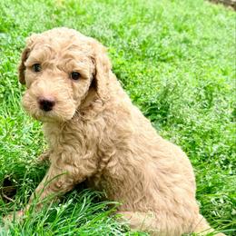 Sebastian - Apricot male Assorted Doodle Crosses puppy in Irmo, South Carolina from Kava Kennels