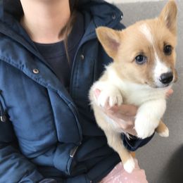 Pembroke Welsh Corgi Puppies from Amya Paige