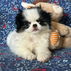 Madison - Black tan and white female Japanese Chin puppy in Slen, Oregon from Itty Bittys