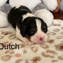 Dutch - Tri-color male Cavalier King Charles Spaniel puppy in Middletown, Ohio from CreekSong Farm Cavaliers