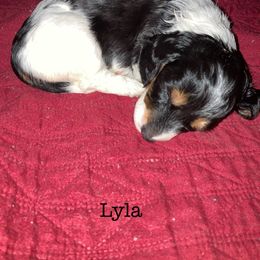 Dachshunds from B&K Dachshunds