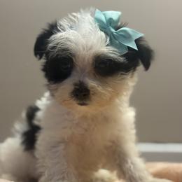 Queeny - female Morkie puppy in Florence, Kentucky from 4paws4ever by Design