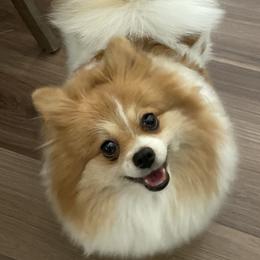 Macy - Pomeranian