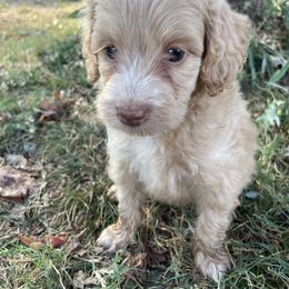 Okra - Apricot female Aussiedoodle puppy in Edmond, Oklahoma from Oodles of Doodles and Poodles