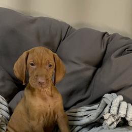 King Dedede - Golden rust male Vizsla puppy in Bloomington, Indiana from Envizion