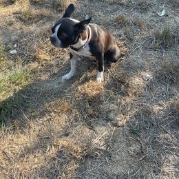 Scarlet - Boston Terrier
