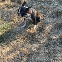 Scarlet - Boston Terrier
