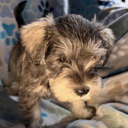 Lily - Salt and pepper female Miniature Schnauzer puppy in Frankford, Delaware from Miniature Schnauzers of Delmarva
