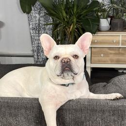 Remi - French Bulldog