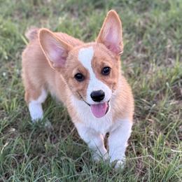 Pembroke Welsh Corgis from Texas Pembroke Corgis