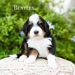 Bentley - Tri-color male Bernedoodle puppy in Tucson, Arizona from Sun Valley Goldendoodles