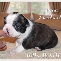 Girl 3 - Black brindle and white female Boston Terrier puppy in North Central, Vermont from Windy Valley’s Bostons