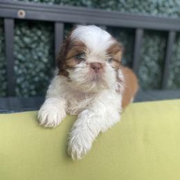 King - Gold and white male Shih Tzu puppy in Troy, Michigan from "Shihtzu Best Friend"