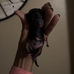 Boy 3 - Black and gold male Yorkshire Terrier puppy in Ohio from Brittany’s Yorkshire Terriers