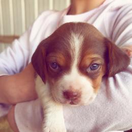 Beagle Puppies from HE Beagles
