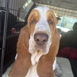 River - Basset Hound