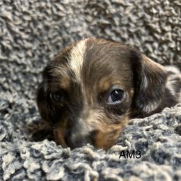 AM3 - Dapple male Dachshund puppy in South Carolina from Purebred Dachshunds