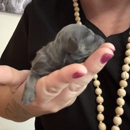 Girl 3 - Gray and cream female Dachshund puppy in Canastota, New York from Diamond Dachshunds