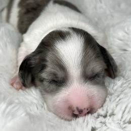 Black and tan piebald dapple boy - Dapple male Dachshund puppy in Payette, Idaho from NT Mini Doxies