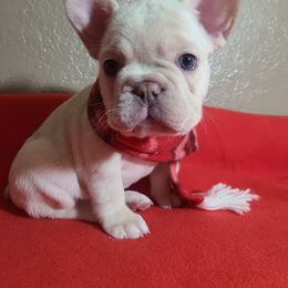 French Bulldog Puppies from Outrageous Frenchies