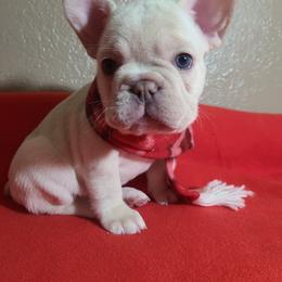 French Bulldog Puppies from Outrageous Frenchies