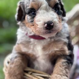 Saffron - Merle female Bernedoodle puppy in Rising Sun, Indiana from Ruby Lane Doodles
