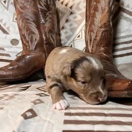 Goldie - Red merle female Australian Shepherd puppy in Rose Hill, North Carolina from Motega Australian Shepherds